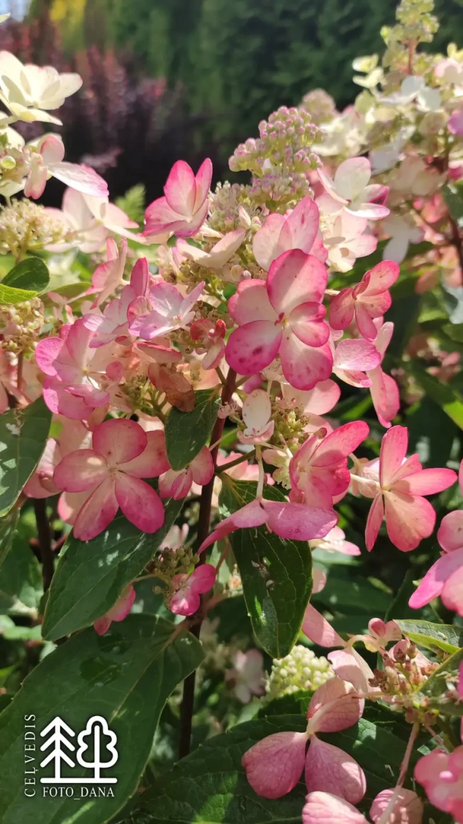 Hydrangea paniculata   'Kolmavesu' ('Magical Vesuvio')